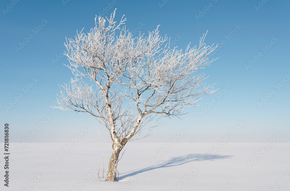 A lonely birch tree in a wintry landscape
