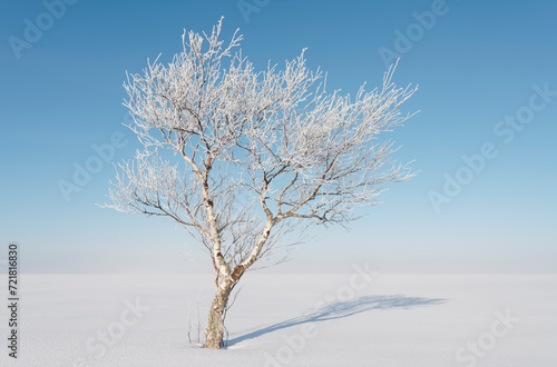 A lonely birch tree in a wintry landscape