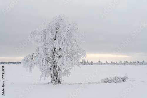 A lonely and snowy birch tree in a wintry landscape