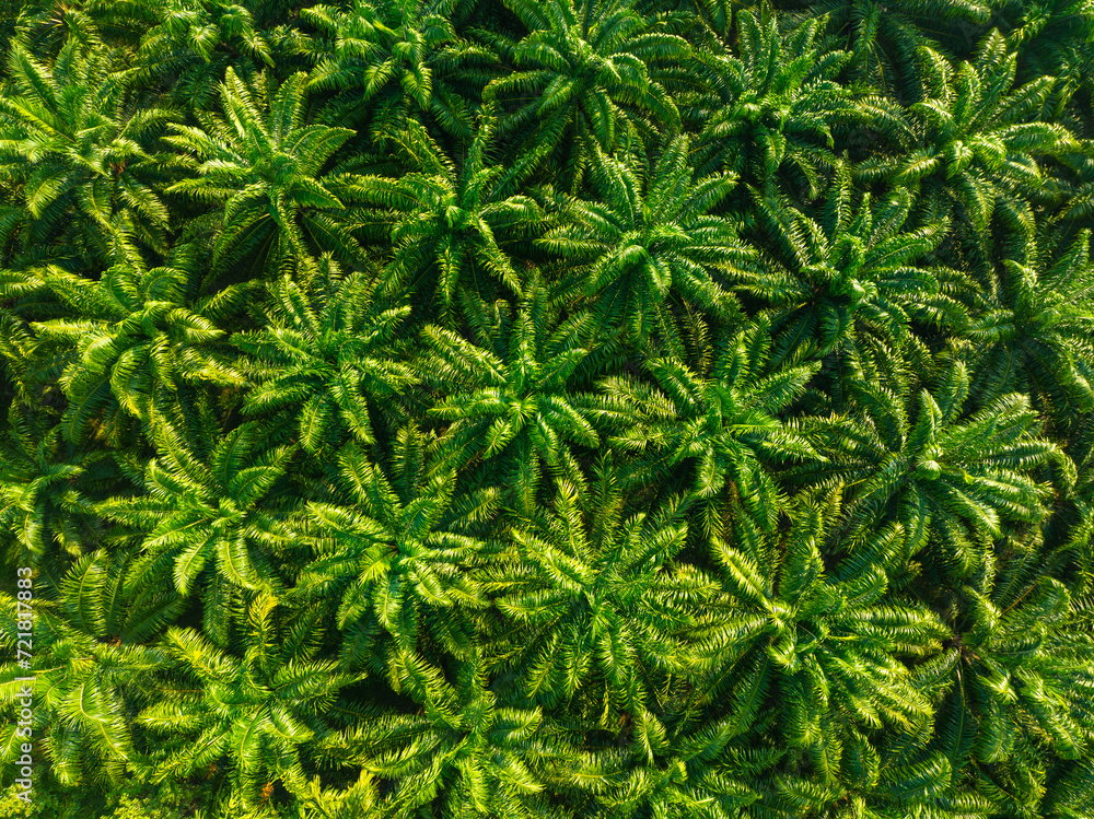 Aerial view oil palm plantation tree forest Aerial view oil palm plantation tree forest
