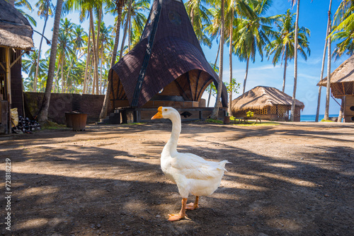 A goose on Bali chocolate factory photo