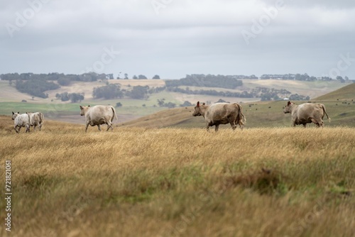 Close up of Stud speckle park Beef bulls, cows and calves grazing on grass in a field, in Australia. breeds of cattle include speckle park, murray grey, angus, brangus and wagyu 