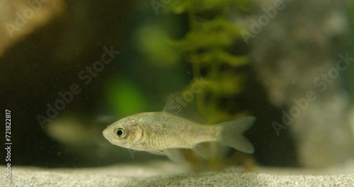 Close up view of small silver crucian carp in an aquarium