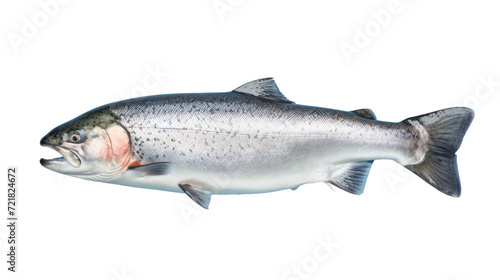 Fresh Salmon fish isolated on transparent and white background.PNG image.