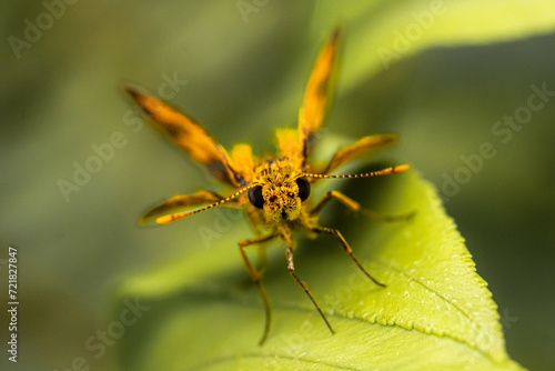 Macro insects and butterflies around the garden.