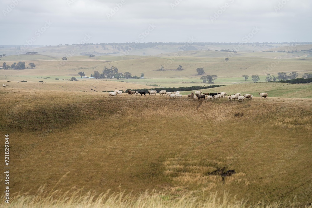 mustering a herd of cattle, of stud wagyu cows and bull in a sustainable agriculture field in summer. fat cow in a field. mother cow with baby