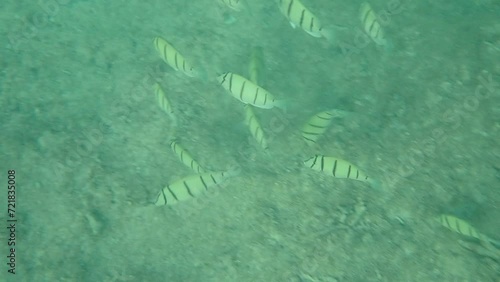 海の中を群れで泳ぐシマハギ（Acanthurus triostegus） photo