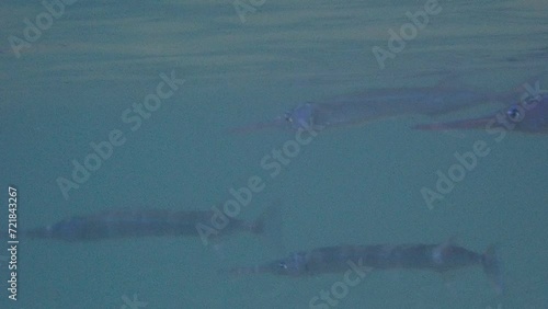 青い海を泳ぐ口のとがった魚、ダツの仲間（Strongylura anastomella ） photo