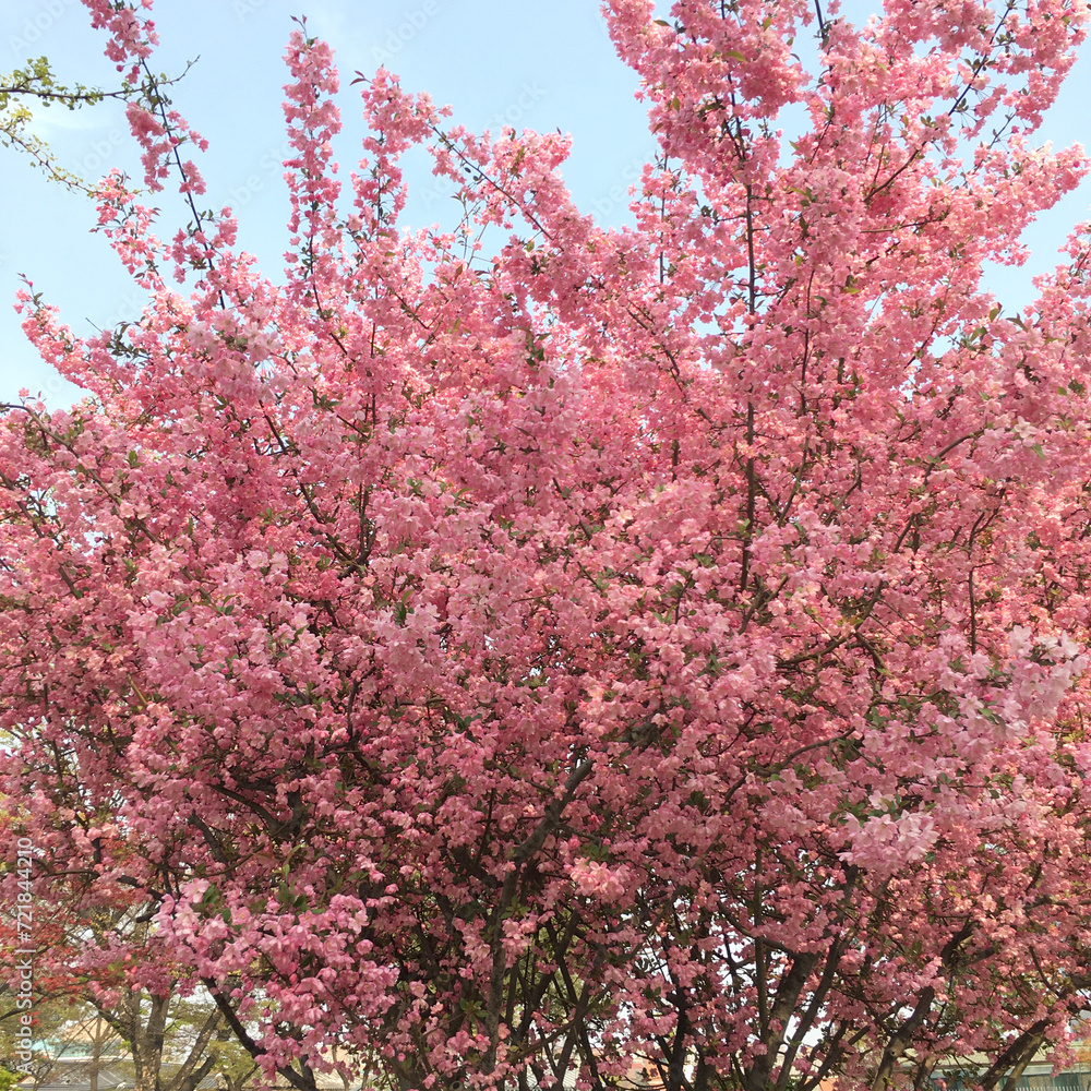 pink cherry blossom