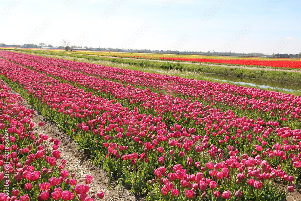 Landschaft mit Tulpenfeld mehrfarbig in Holland