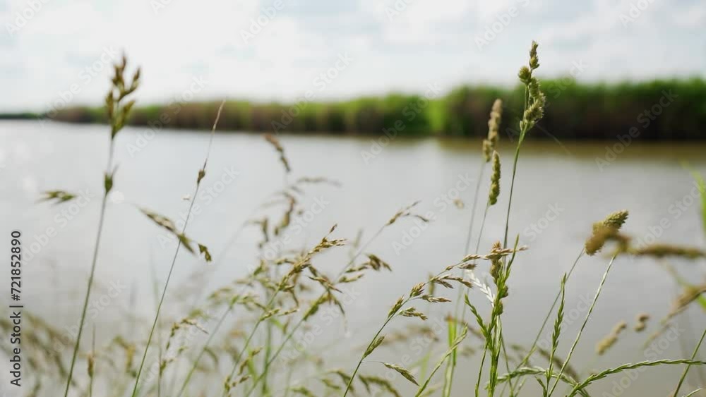 Close up view of cat grass on a shore of a lake in bright summer day Close up view of cat grass on a shore of a lake in bright summer day