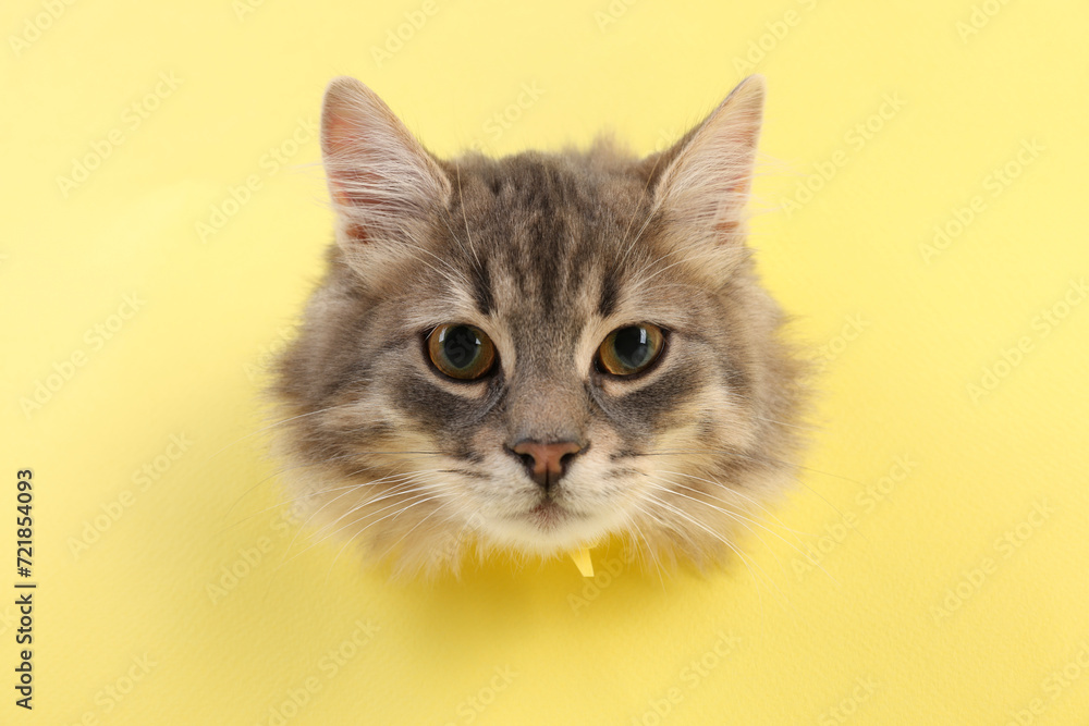 Cute cat looking through hole in yellow paper Cute cat looking through hole in yellow paper