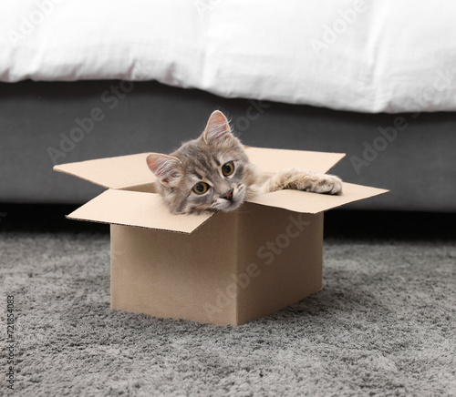 Cute fluffy cat in cardboard box on carpet at home
