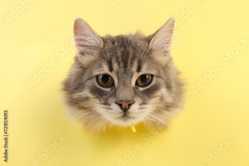 Cute cat looking through hole in yellow paper © New Africa