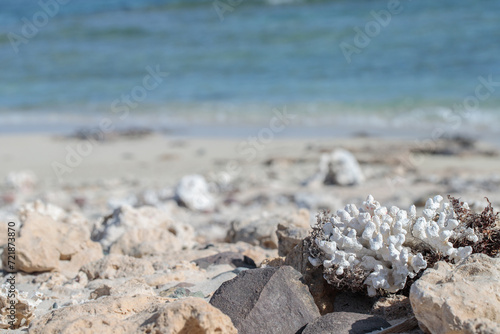 Piece of dead coral and other relicts of marine life washed ashore on a beach of the Red Sea.