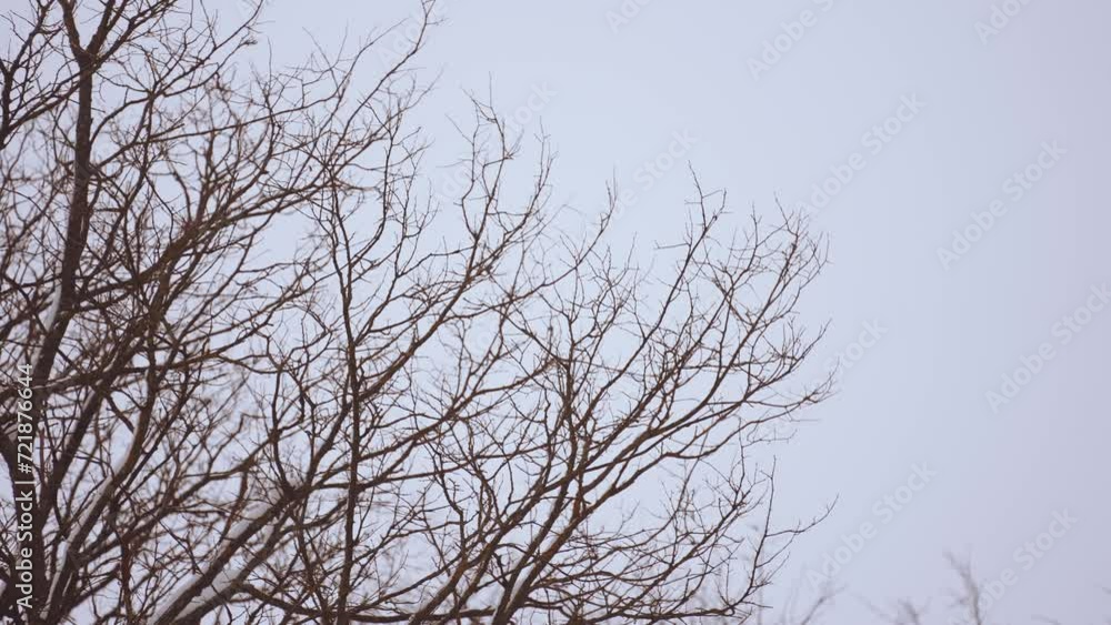 Trees in winter, branches of trees without leaves Trees in winter, branches of trees without leaves