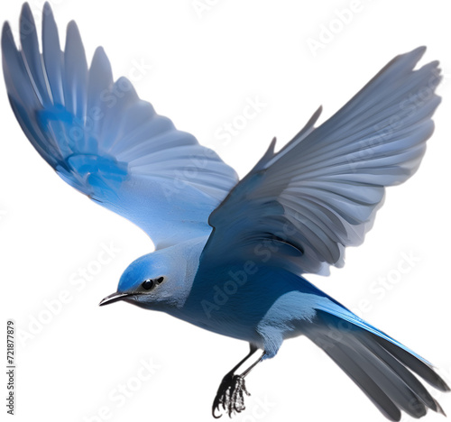 Close-up image of a Mountain Bluebird.  © Pram