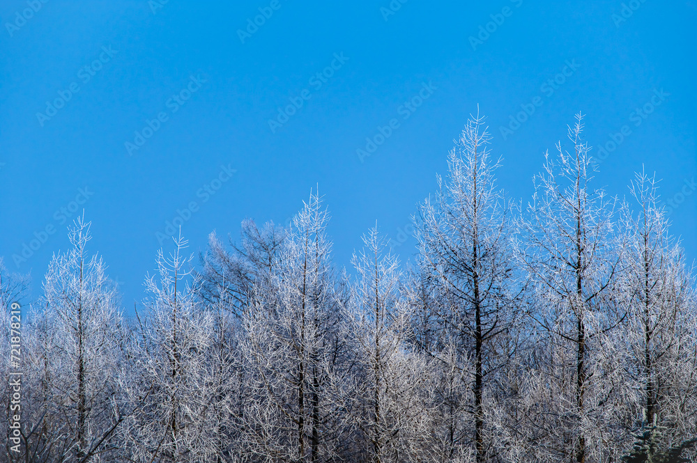 青空の背景と白い霜のついた森の木々。 青空の背景と白い霜のついた森の木々。