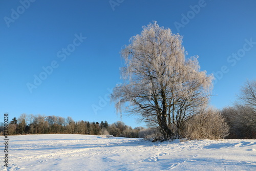 Friedvolle Naturlandschaft auf Lichtung am Waldrand mit Schnee auf der Wiese und Baum mit Raureif