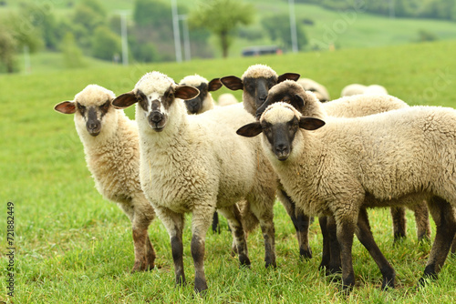 Obraz na płótnie A flock of domestic sheep graze on a green meadow on a farm w salonie