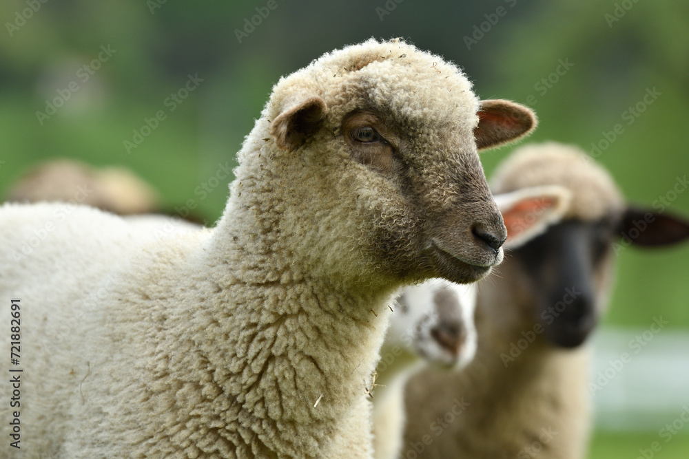 close-up of a sheep's head on the farm on the meadow