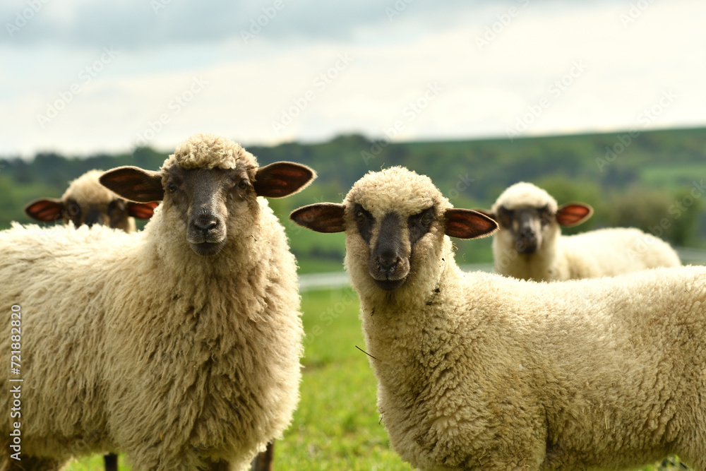 close-up of a sheep's head on the farm on the meadow