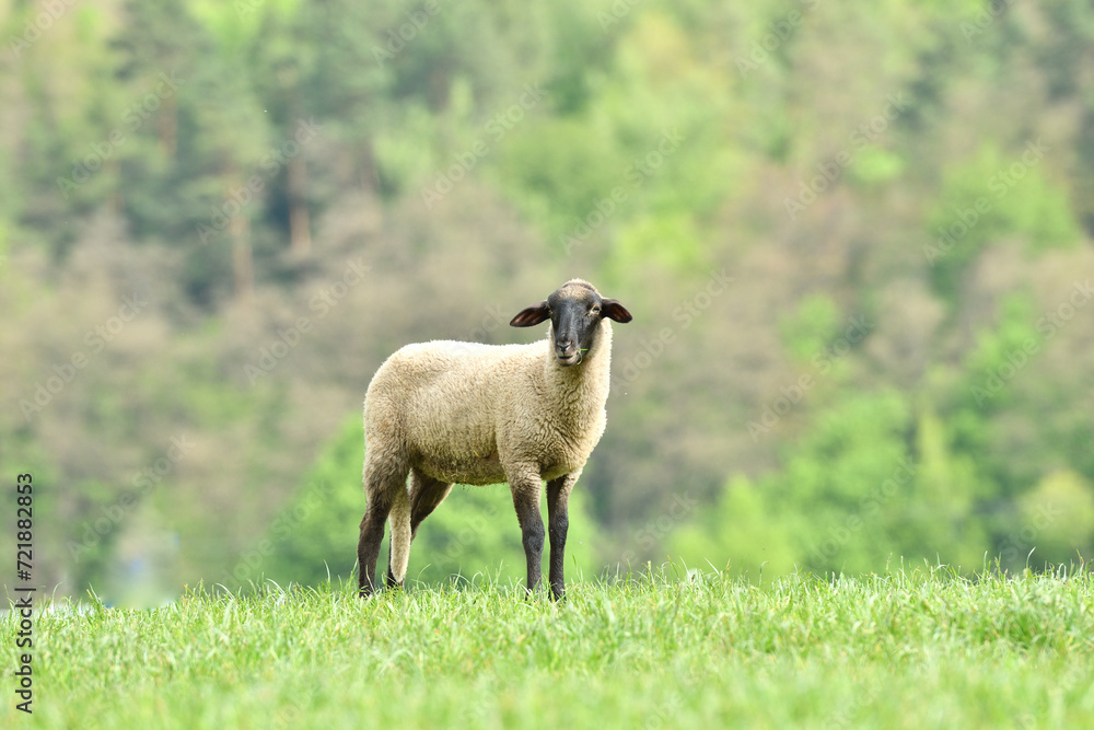 Portrait of domestic sheep grazing on green grass
