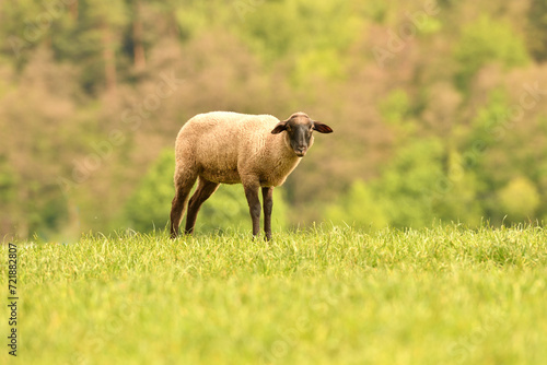 Obraz na płótnie Portrait of domestic sheep grazing on green grass w salonie