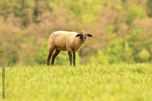 Portrait of domestic sheep grazing on green grass