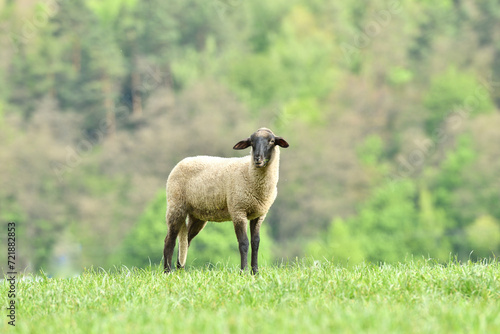 Obraz na płótnie Portrait of domestic sheep grazing on green grass w salonie