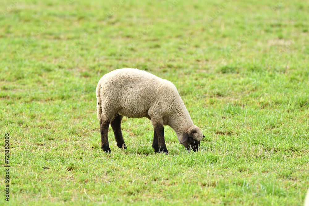 Portrait of domestic sheep grazing on green grass