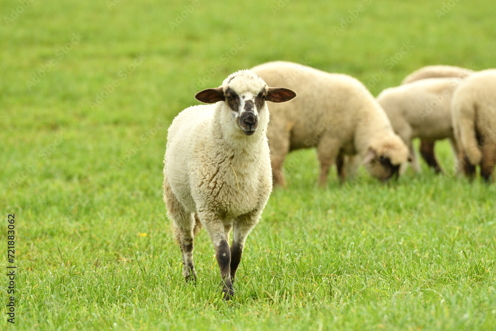 Portrait of domestic sheep grazing on green grass
