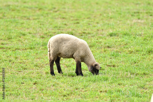 Obraz na płótnie Portrait of domestic sheep grazing on green grass w salonie
