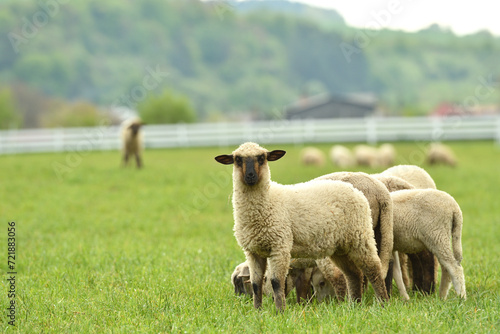 Obraz na płótnie A flock of domestic sheep graze on a green meadow on a farm w salonie