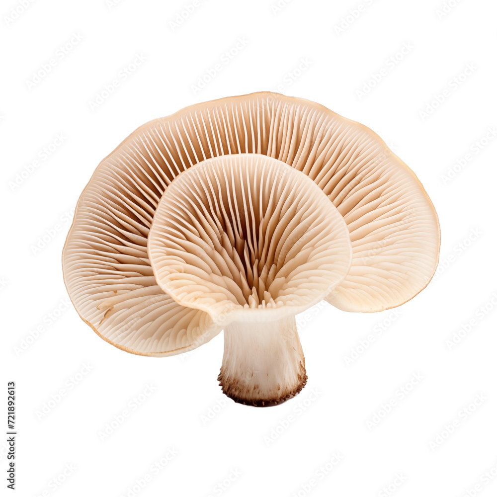 Mushroom isolated on transparent and white background. Ideal for use in advertising. Generative ai Mushroom isolated on transparent and white background. Ideal for use in advertising. Generative ai