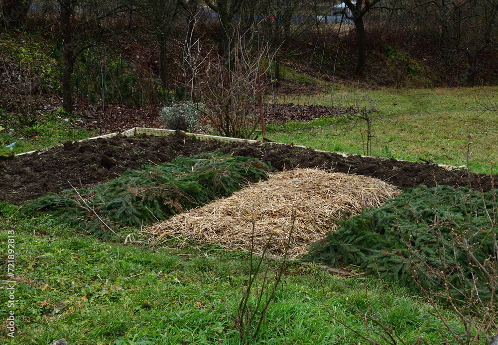 Agricultural plowed field ready for winter before frost covered with needles