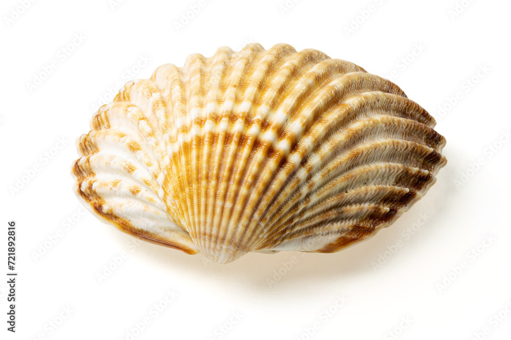 Seashells and shells on white background