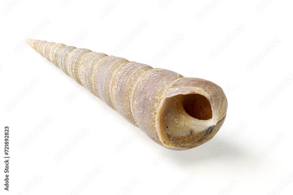Seashells and shells on white background