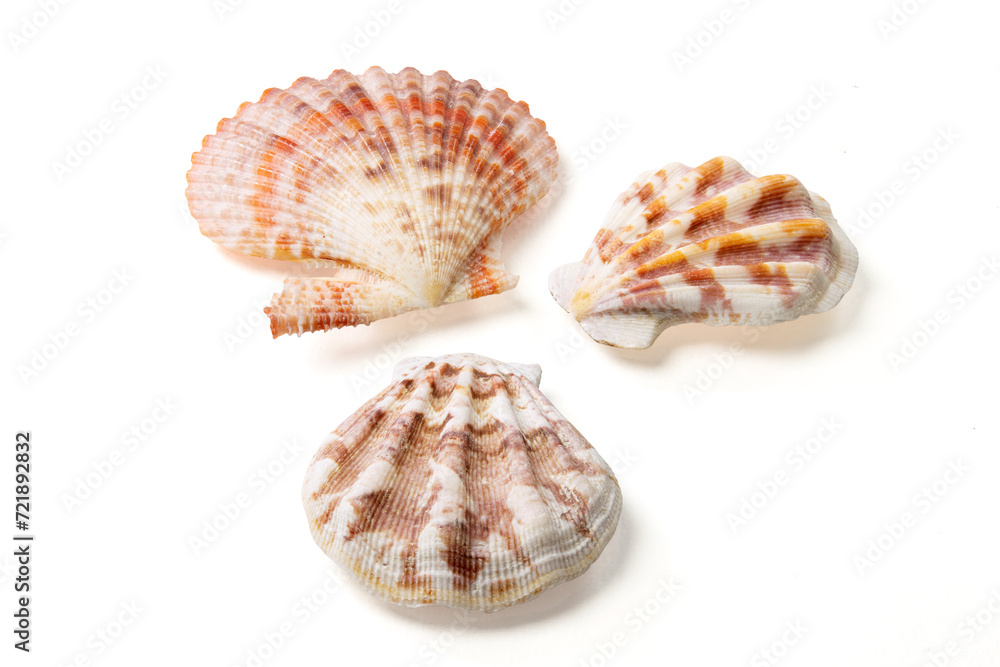 Seashells and shells on white background