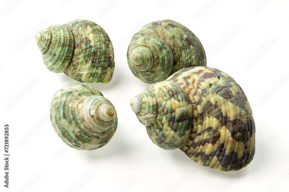 Seashells and shells on white background