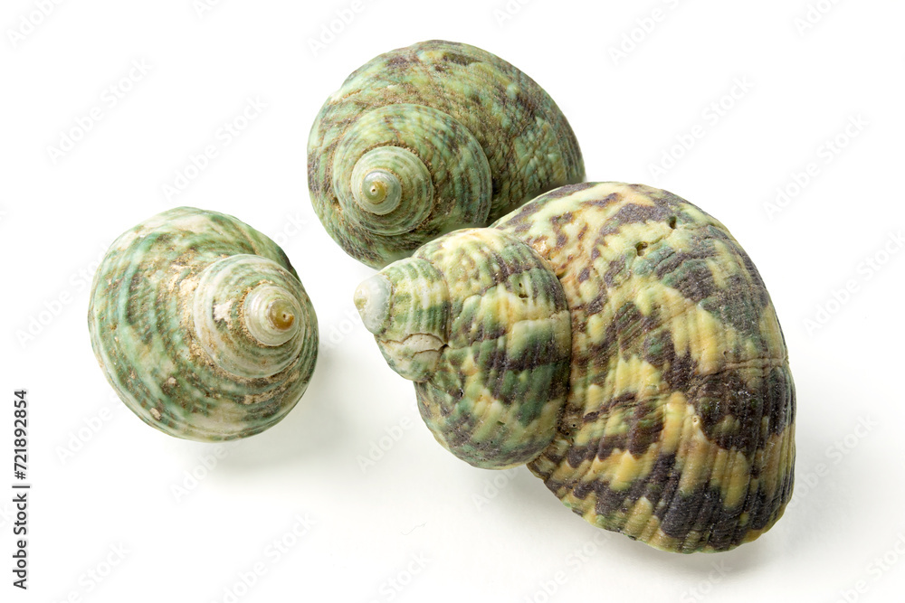 Seashells and shells on white background