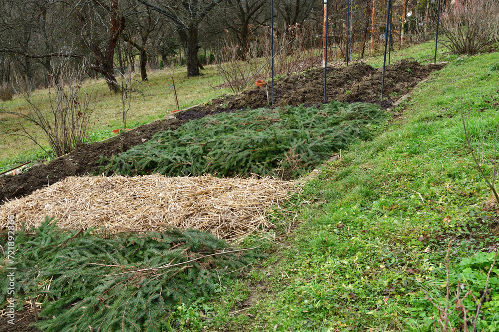 A farmer's field in a village covered with needles protecting from the frost in winter