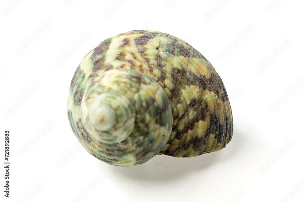 Seashells and shells on white background