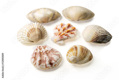 Obraz na płótnie Seashells and shells on white background w salonie