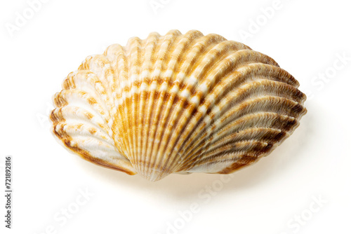 Obraz na płótnie Seashells and shells on white background w salonie
