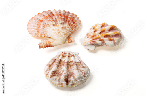 Obraz na płótnie Seashells and shells on white background w salonie