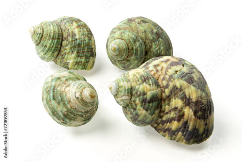 Obraz na płótnie Seashells and shells on white background w salonie