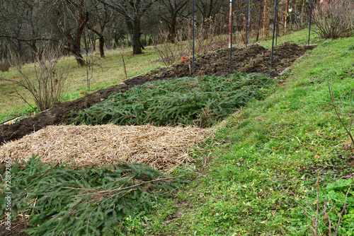 A farmer's field in a village covered with needles protecting from the frost in winter 