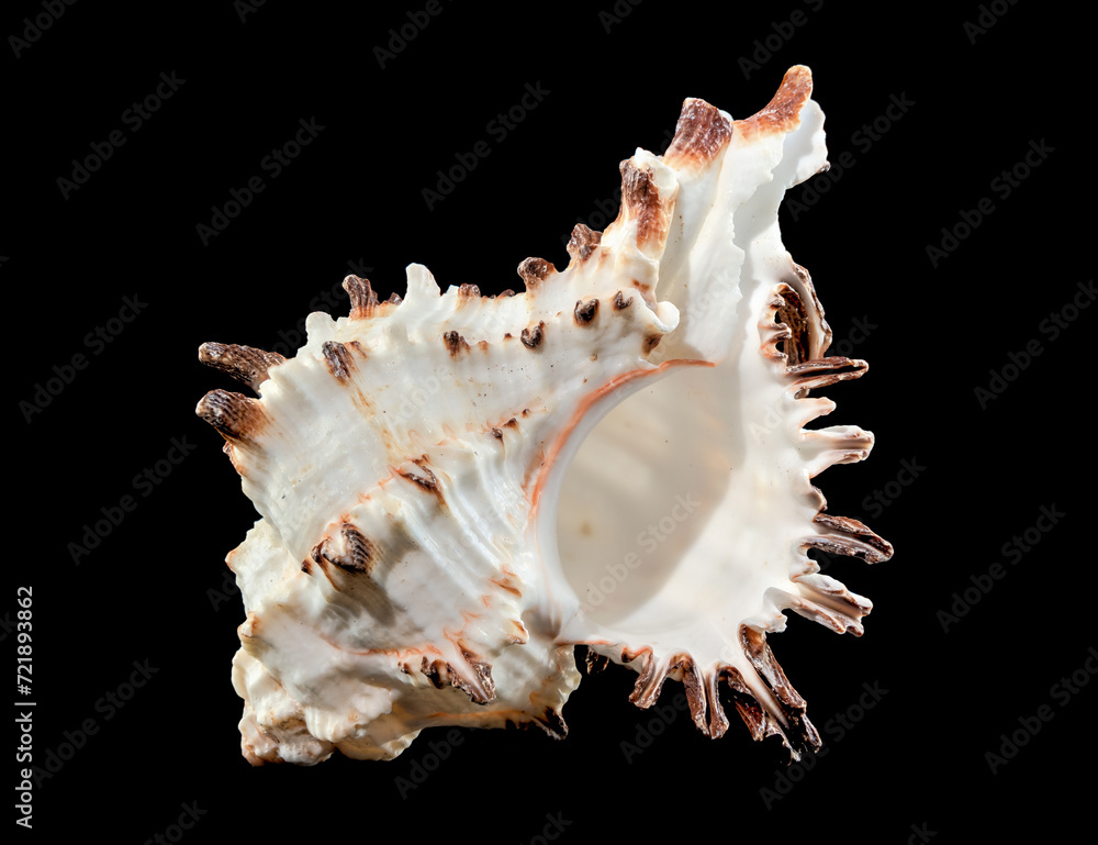 Murex Indivia Longspine Shell on a black background Murex Indivia Longspine Shell on a black background