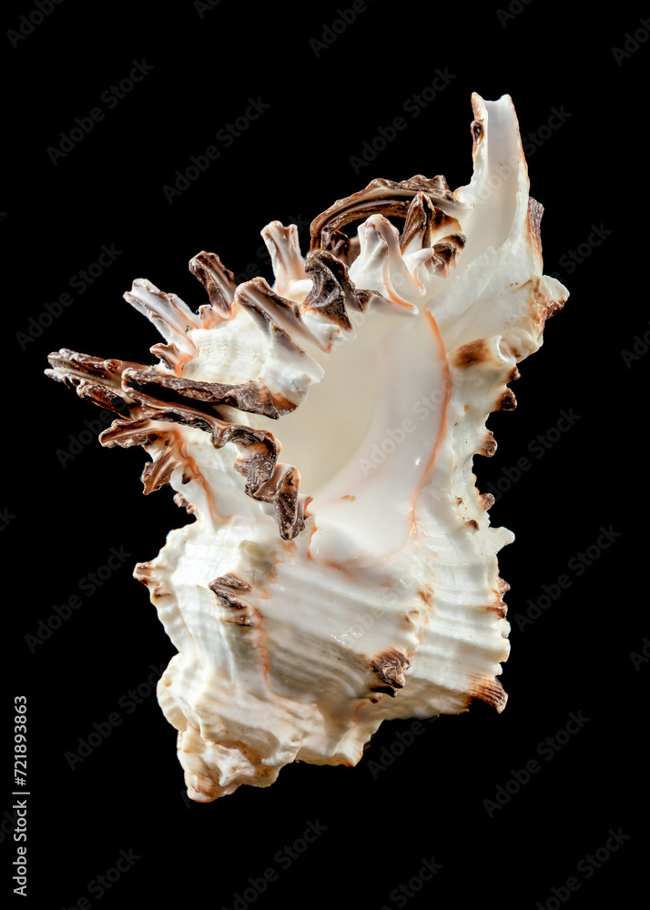 Murex Indivia Longspine Shell on a black background Murex Indivia Longspine Shell on a black background